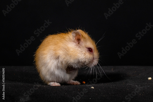 Hamsters are rodents (order Rodentia) belonging to the subfamily Cricetinae