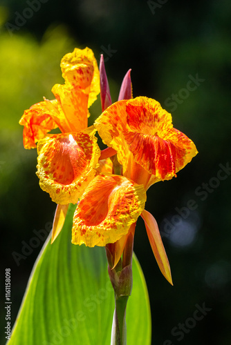 фотографія Canna indica, commonly known as Indian shot, African arrowroot, edible canna, pu