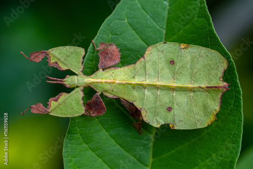 Phyllium is a genus of stick insects belonging to the Phylliidae (leaf insects)