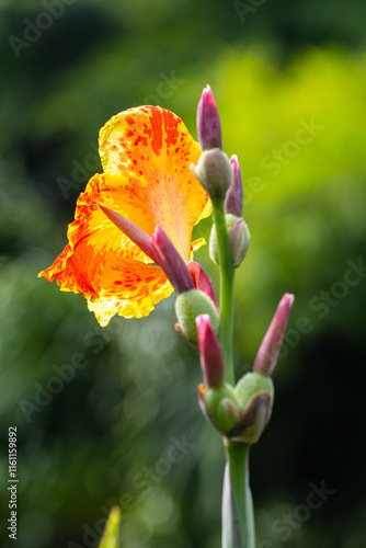 Принти на полотні Canna indica, commonly known as Indian shot, African arrowroot, edible canna, pu
