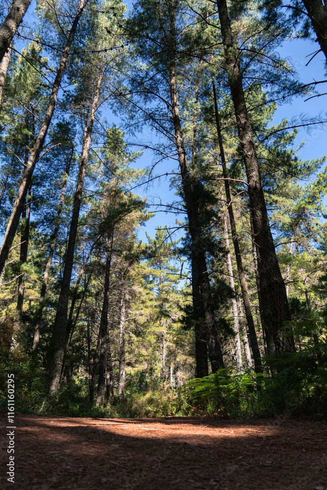 Tall Pine Trees in a Forest with Clear Blue Sky. Upward view of tall pine trees in a tranquil forest under a bright blue sky, perfect for nature and outdoors themes Tall Pine Trees in a Forest with Clear Blue Sky. Upward view of tall pine trees in a tranquil forest under a bright blue sky, perfect for nature and outdoors themes
