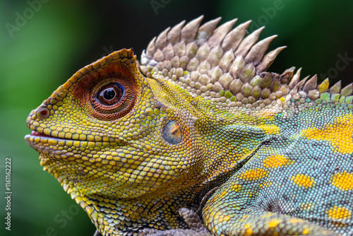 Gonocephalus chamaeleontinus, the chameleon forest dragon or chameleon anglehead lizard, is a species of agamid lizard from Indonesia and Malaysia