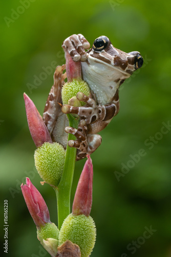 The Mission golden-eyed tree frog or Amazon milk frog (Trachycephalus resinifictrix) is a large species of arboreal frog native to the Amazon Rainforest in South America