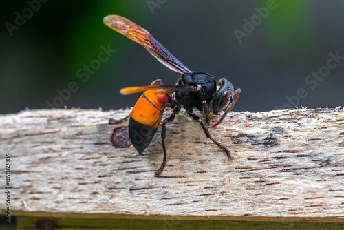 Konstfotografi Vespa affinis, the lesser banded hornet, is a common hornet in tropical and subt