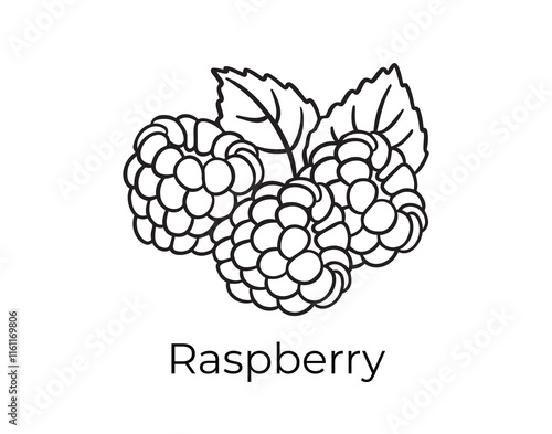 raspberry doodle hand drawn icon. Outline drawing plant organic natural cosmetic ingredient raspberry line clipart symbol 