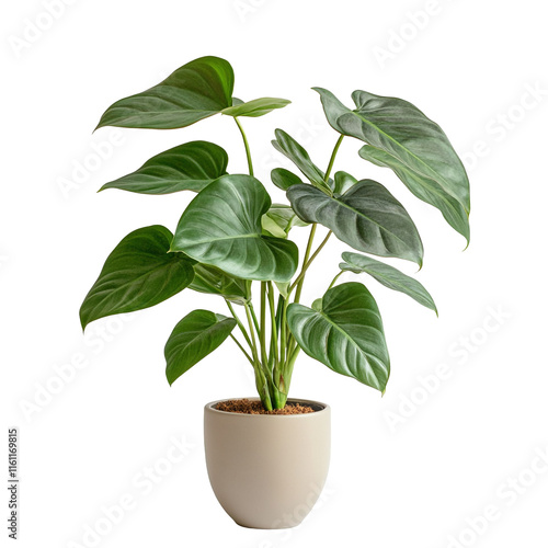 Philodendron Gloriosum Houseplant in a Beige Pot photo