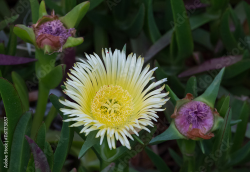 peaceful flowers in nature and natural environment photo