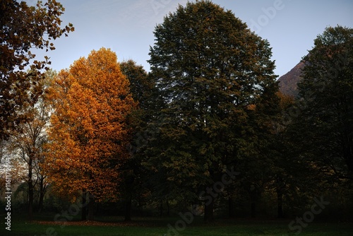 Autumn trees in the park