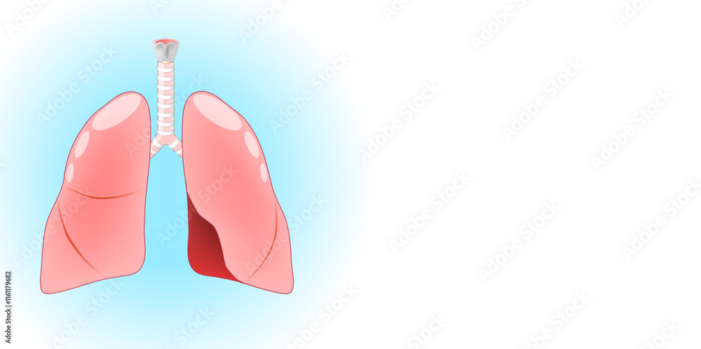 Lungs. Human respiratory system Lungs. Human respiratory system