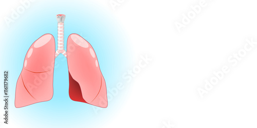 Lungs. Human respiratory system