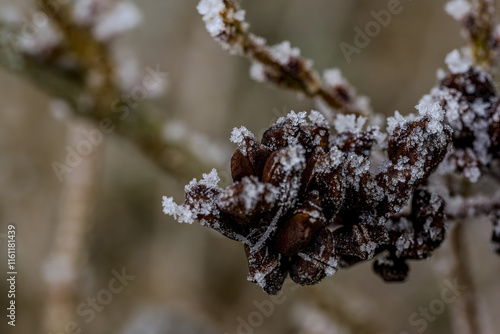 Ein frostiger Tag auf dem Bogenberg photo