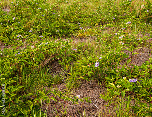 A field of blooming passionflower vines, Passiflora incarnata. Features many of the frilly purple flowers trailing along the ground. photo