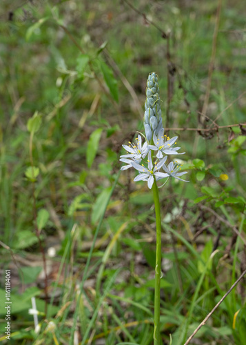 A spike of pale lavender flowers of Camassia scilloides, Atlantic camas, blooms in spring on the Shirley Miller Wildflower Trail, Pigeon Mountain, GA. photo