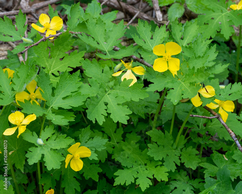 In Spring, a bright yellow Celandine Poppies, Stylophorum diphyllum, bloom along the Shirley Miller Wildflower Trail, Pigeon Mountain, Georgia.