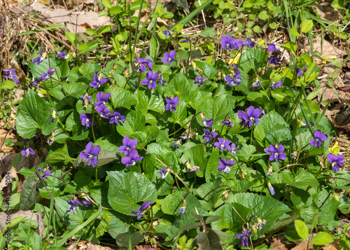 In spring, common blue violets, Viola sororia, bloom in the wild with many showy purple flowers and lush green heart-shaped leaves.