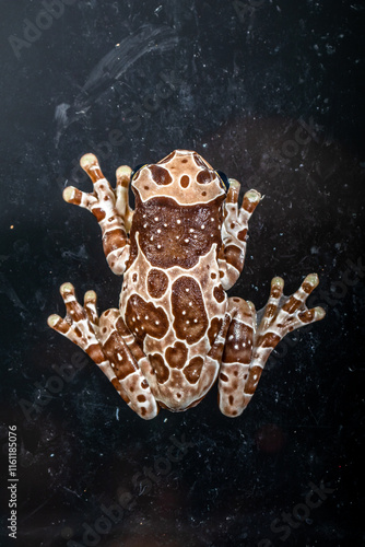 The Mission golden-eyed tree frog or Amazon milk frog (Trachycephalus resinifictrix) is a large species of arboreal frog native to the Amazon Rainforest in South America
