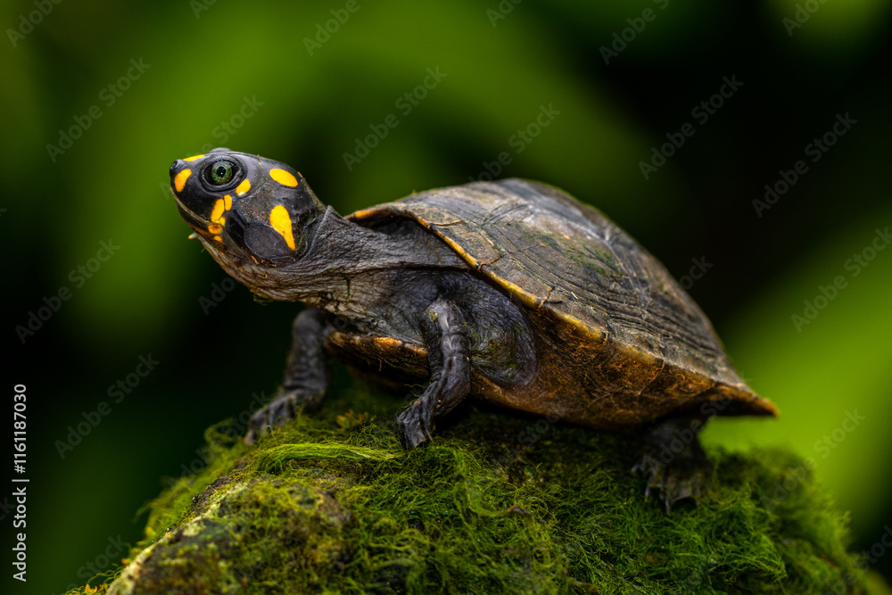 Obraz premium The yellow-spotted Amazon river turtle (Podocnemis unifilis), also known commonly as the yellow-headed sideneck turtle and the yellow-spotted river turtle, and locally as the taricaya, is one of the l