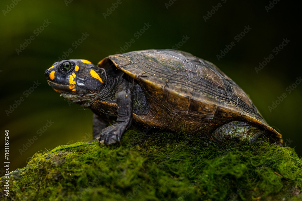 The yellow-spotted Amazon river turtle (Podocnemis unifilis), also known commonly as the yellow-headed sideneck turtle and the yellow-spotted river turtle, and locally as the taricaya, is one of the l The yellow-spotted Amazon river turtle (Podocnemis unifilis), also known commonly as the yellow-headed sideneck turtle and the yellow-spotted river turtle, and locally as the taricaya, is one of the l