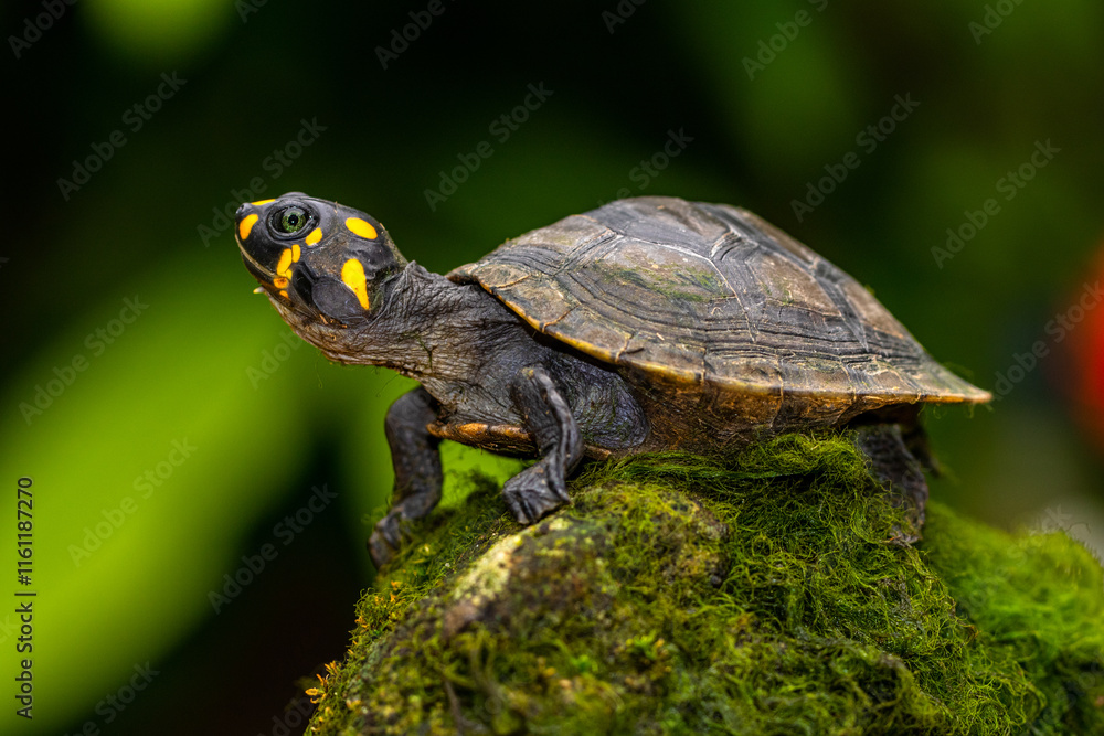 The yellow-spotted Amazon river turtle (Podocnemis unifilis), also known commonly as the yellow-headed sideneck turtle and the yellow-spotted river turtle, and locally as the taricaya, is one of the l The yellow-spotted Amazon river turtle (Podocnemis unifilis), also known commonly as the yellow-headed sideneck turtle and the yellow-spotted river turtle, and locally as the taricaya, is one of the l