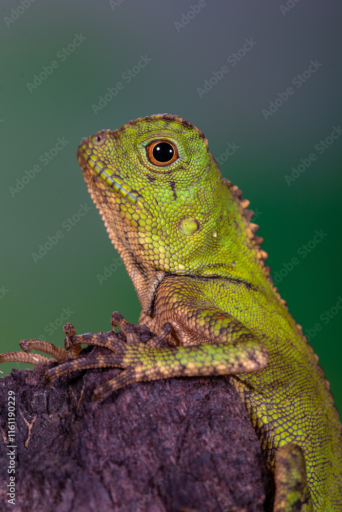 Fototapeta premium chameleon forest dragon, chameleon anglehead lizard (Gonocephalus chamaeleontinus)