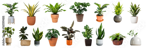 Group of various indoor plants in pots on a white background

