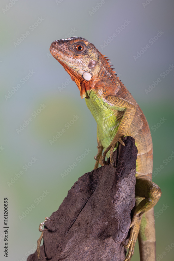 Obraz premium Iguana is a genus of herbivorous lizards that are native to tropical areas of Mexico, Central America, South America, and the Caribbean