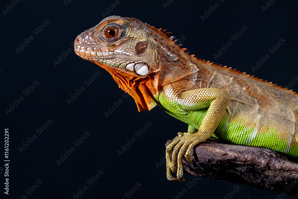 Obraz premium Iguana is a genus of herbivorous lizards that are native to tropical areas of Mexico, Central America, South America, and the Caribbean