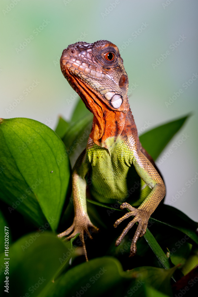 Obraz premium Iguana is a genus of herbivorous lizards that are native to tropical areas of Mexico, Central America, South America, and the Caribbean