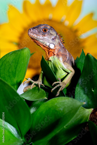 Iguana is a genus of herbivorous lizards that are native to tropical areas of Mexico, Central America, South America, and the Caribbean