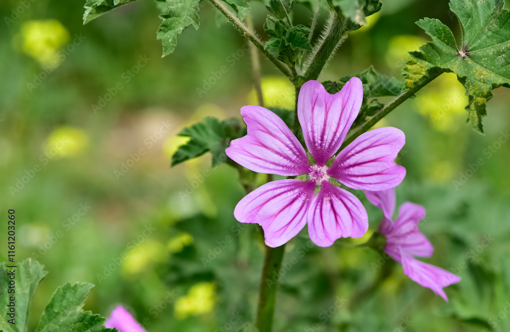 Fototapeta premium peaceful flowers and natural environment in nature