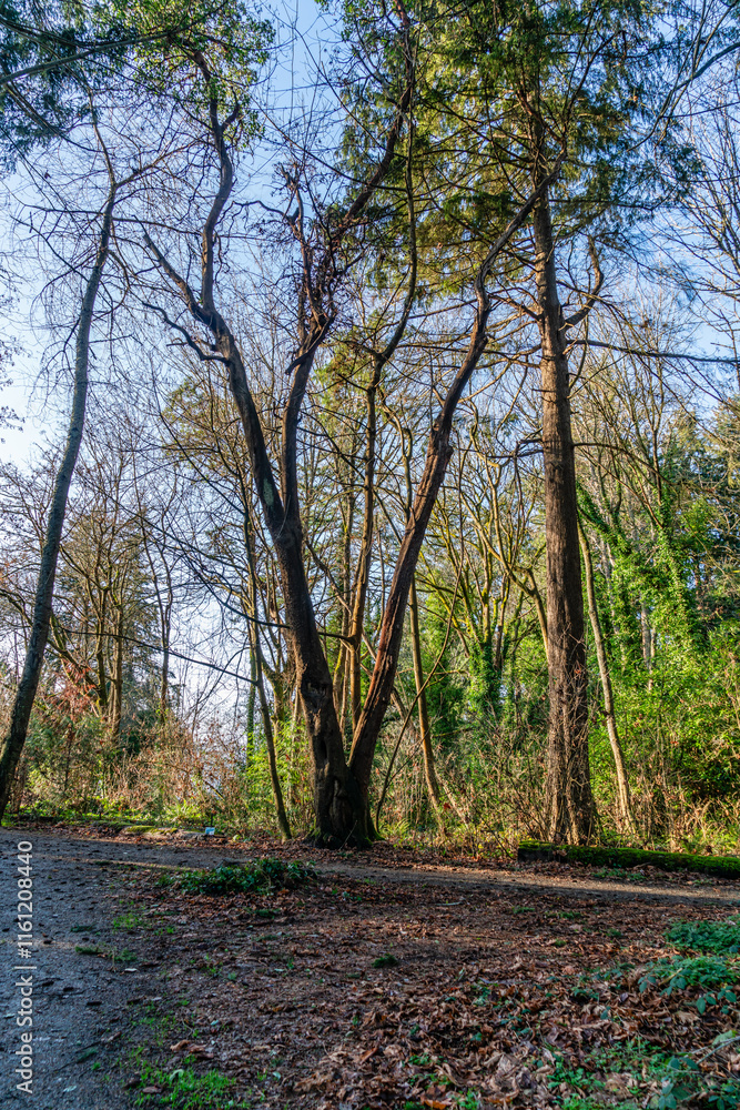 Bare December Trees 3