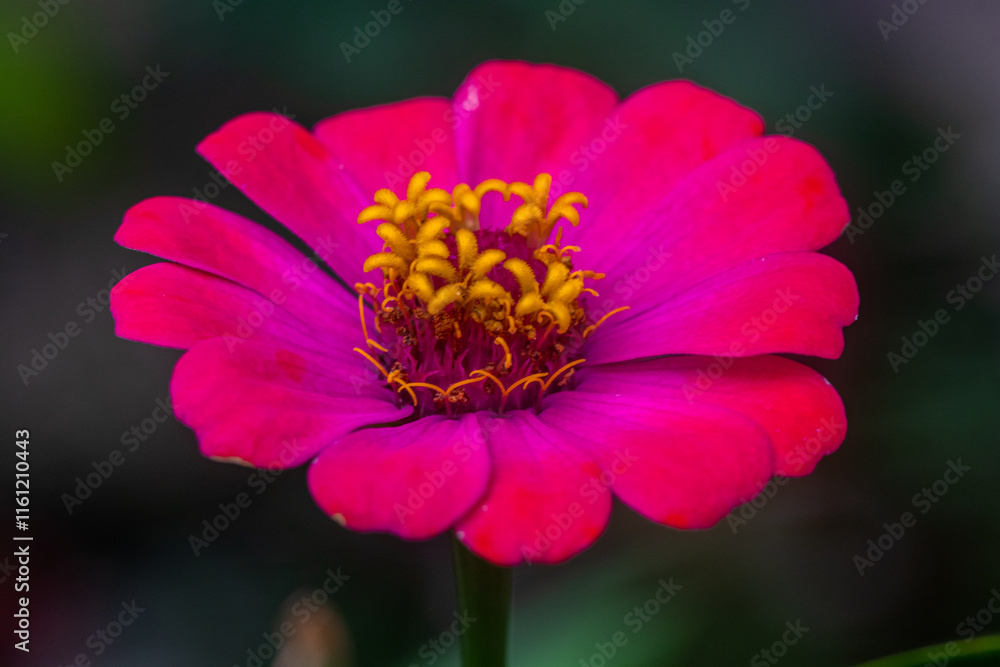 Obraz premium close up of a pink flowers