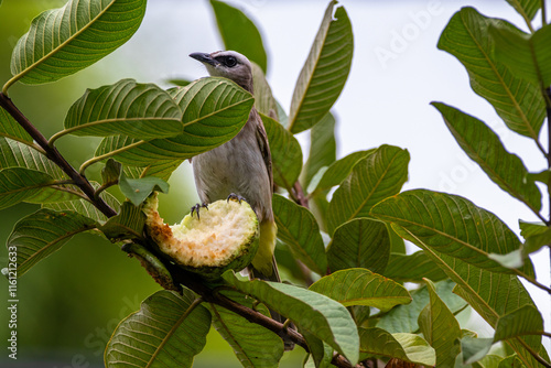 Quadro su tela The yellow-vented bulbul (Pycnonotus goiavier), or eastern yellow-vented bulbul, is a member of the bulbul family of passerine birds