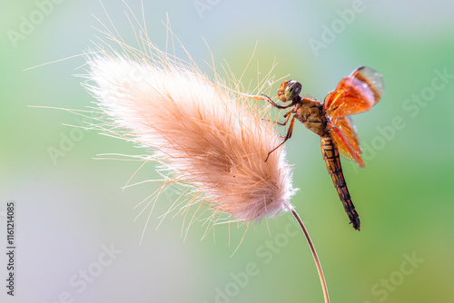 A dragonfly is a flying insect belonging to the infraorder Anisoptera below the order Odonata