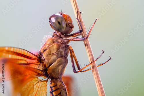 A dragonfly is a flying insect belonging to the infraorder Anisoptera below the order Odonata