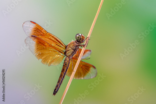 A dragonfly is a flying insect belonging to the infraorder Anisoptera below the order Odonata
