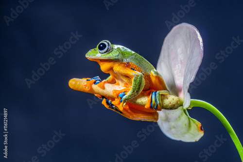 Rhacophorus reinwardtii is a species of frog in the family Rhacophoridae. It is variously known under the common names of black-webbed treefrog, green flying frog, Reinwardt's flying frog, or Reinward