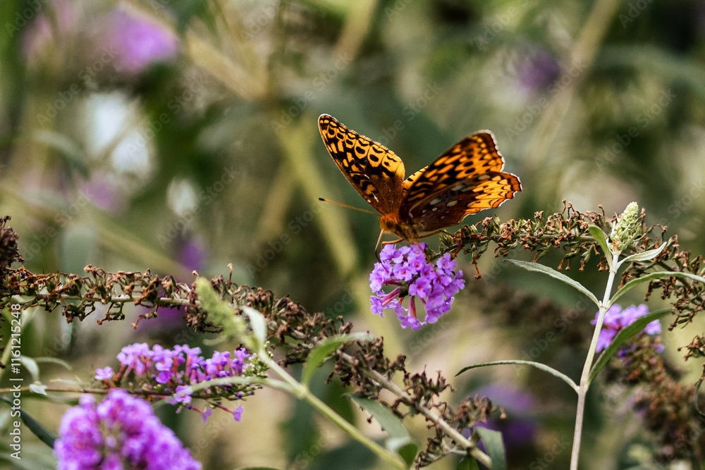 Painted Lady Butterfly on a Purple Flower Painted Lady Butterfly on a Purple Flower