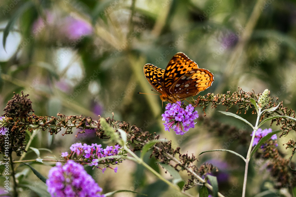 Painted Lady Butterfly on a Purple Flower Painted Lady Butterfly on a Purple Flower