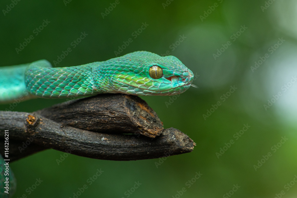 Fototapeta premium Trimeresurus insularis or Indonesian pit viper, Lesser Sunda Islands pit viper, Sunda white-lipped pit viper, red-tailed pit viper is a venomous pit viper species found in eastern Java and the Lesser 
