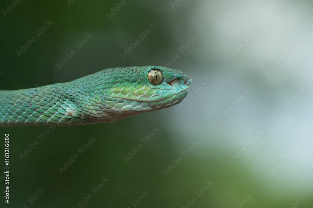 Trimeresurus insularis or Indonesian pit viper, Lesser Sunda Islands pit viper, Sunda white-lipped pit viper, red-tailed pit viper is a venomous pit viper species found in eastern Java and the Lesser Trimeresurus insularis or Indonesian pit viper, Lesser Sunda Islands pit viper, Sunda white-lipped pit viper, red-tailed pit viper is a venomous pit viper species found in eastern Java and the Lesser