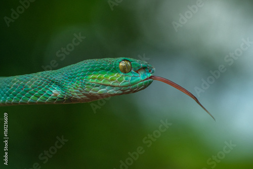 Trimeresurus insularis or Indonesian pit viper, Lesser Sunda Islands pit viper, Sunda white-lipped pit viper, red-tailed pit viper is a venomous pit viper species found in eastern Java and the Lesser  photo