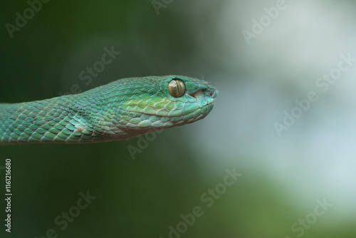 Trimeresurus insularis or Indonesian pit viper, Lesser Sunda Islands pit viper, Sunda white-lipped pit viper, red-tailed pit viper is a venomous pit viper species found in eastern Java and the Lesser  photo