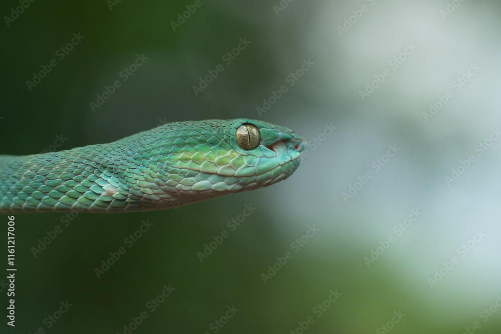 Trimeresurus insularis or Indonesian pit viper, Lesser Sunda Islands pit viper, Sunda white-lipped pit viper, red-tailed pit viper is a venomous pit viper species found in eastern Java and the Lesser Trimeresurus insularis or Indonesian pit viper, Lesser Sunda Islands pit viper, Sunda white-lipped pit viper, red-tailed pit viper is a venomous pit viper species found in eastern Java and the Lesser
