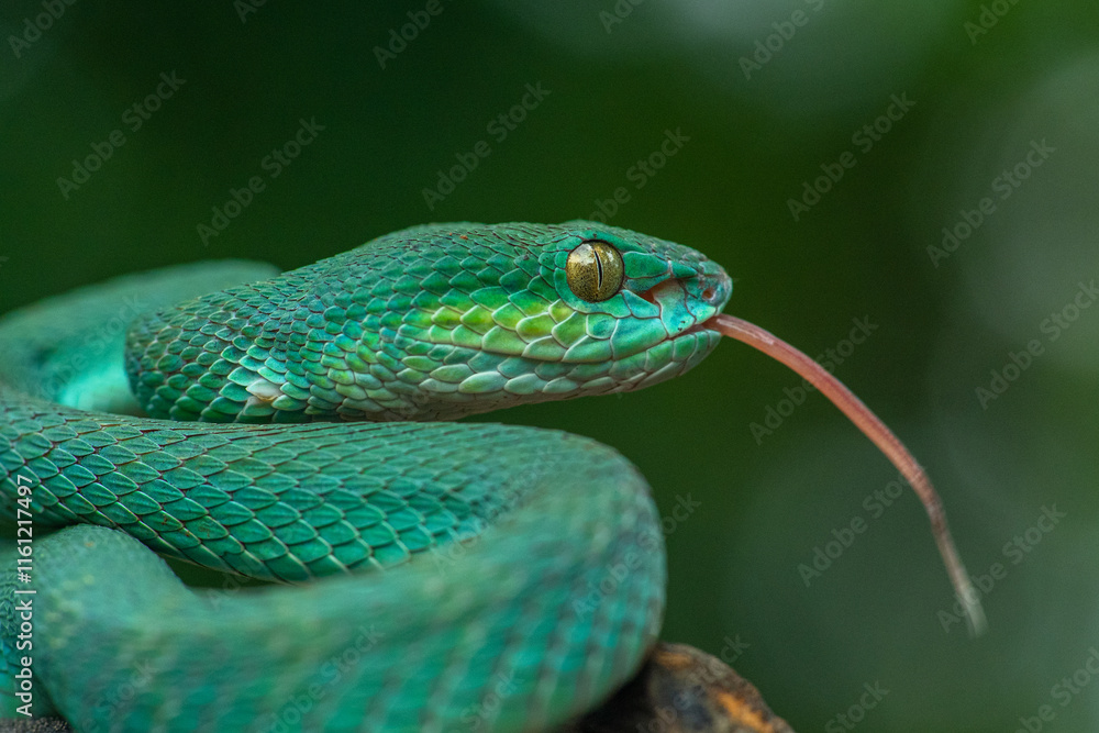 Fototapeta premium Trimeresurus insularis or Indonesian pit viper, Lesser Sunda Islands pit viper, Sunda white-lipped pit viper, red-tailed pit viper is a venomous pit viper species found in eastern Java and the Lesser 