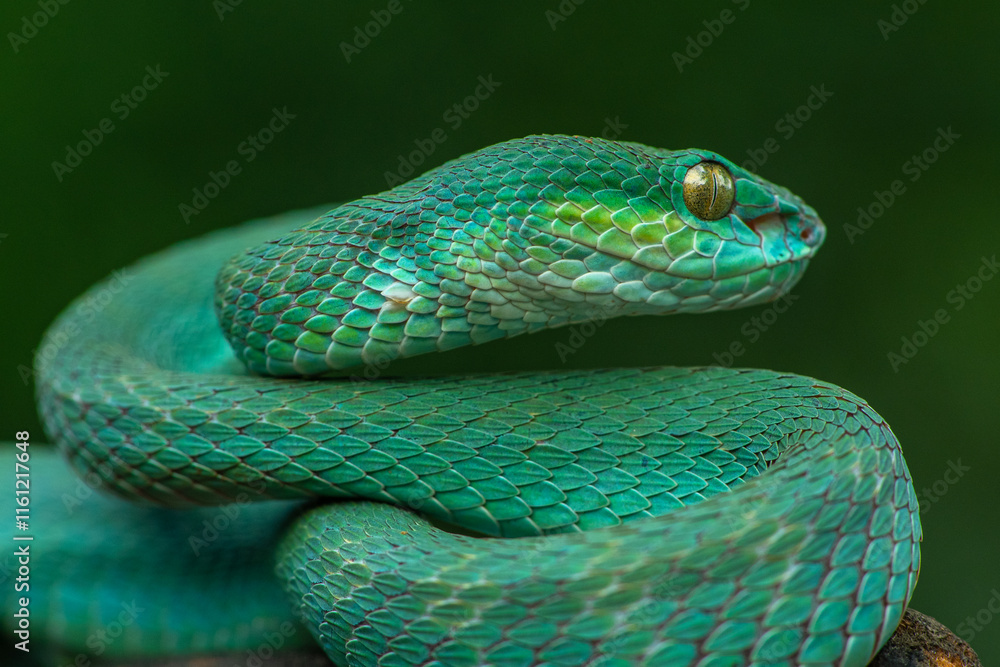 Trimeresurus insularis or Indonesian pit viper, Lesser Sunda Islands pit viper, Sunda white-lipped pit viper, red-tailed pit viper is a venomous pit viper species found in eastern Java and the Lesser Trimeresurus insularis or Indonesian pit viper, Lesser Sunda Islands pit viper, Sunda white-lipped pit viper, red-tailed pit viper is a venomous pit viper species found in eastern Java and the Lesser