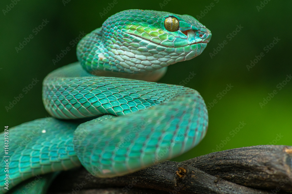 Fototapeta premium Trimeresurus insularis or Indonesian pit viper, Lesser Sunda Islands pit viper, Sunda white-lipped pit viper, red-tailed pit viper is a venomous pit viper species found in eastern Java and the Lesser 