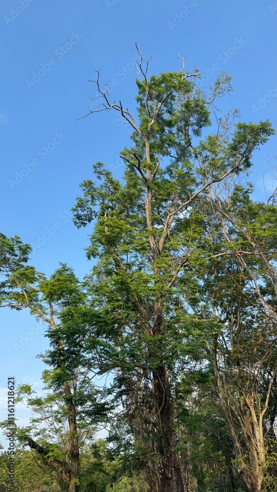 Fototapeta premium pine tree in the forest