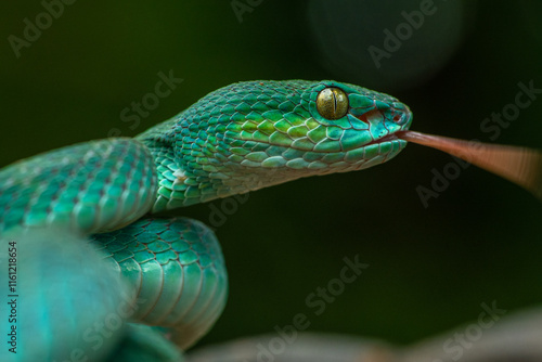 Trimeresurus insularis or Indonesian pit viper, Lesser Sunda Islands pit viper, Sunda white-lipped pit viper, red-tailed pit viper is a venomous pit viper species found in eastern Java and the Lesser  photo