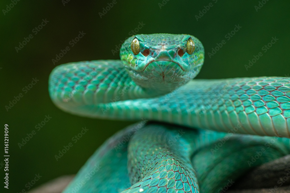 Fototapeta premium Trimeresurus insularis or Indonesian pit viper, Lesser Sunda Islands pit viper, Sunda white-lipped pit viper, red-tailed pit viper is a venomous pit viper species found in eastern Java and the Lesser 